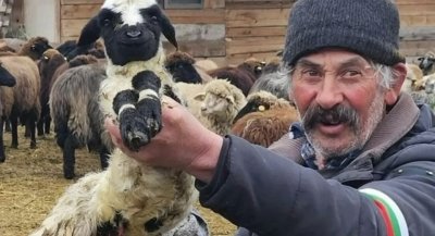 КЛАНЕ! Лъжецът Иван Христанов готви масово убийство на стадото на бай Рибан (Видео)