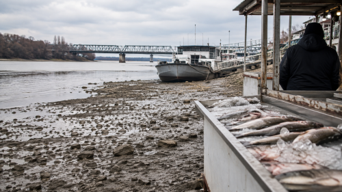 Дунав падна до минус 126 см край Русе и остави пазара без прясна риба