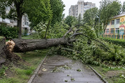 Сухо дърво падна в Русе и блокира пътека