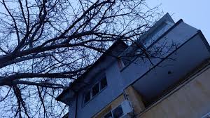 Опасен орех в Русе виси над булевард и тролейбуси: граждани сигнализират, общината бави премахването