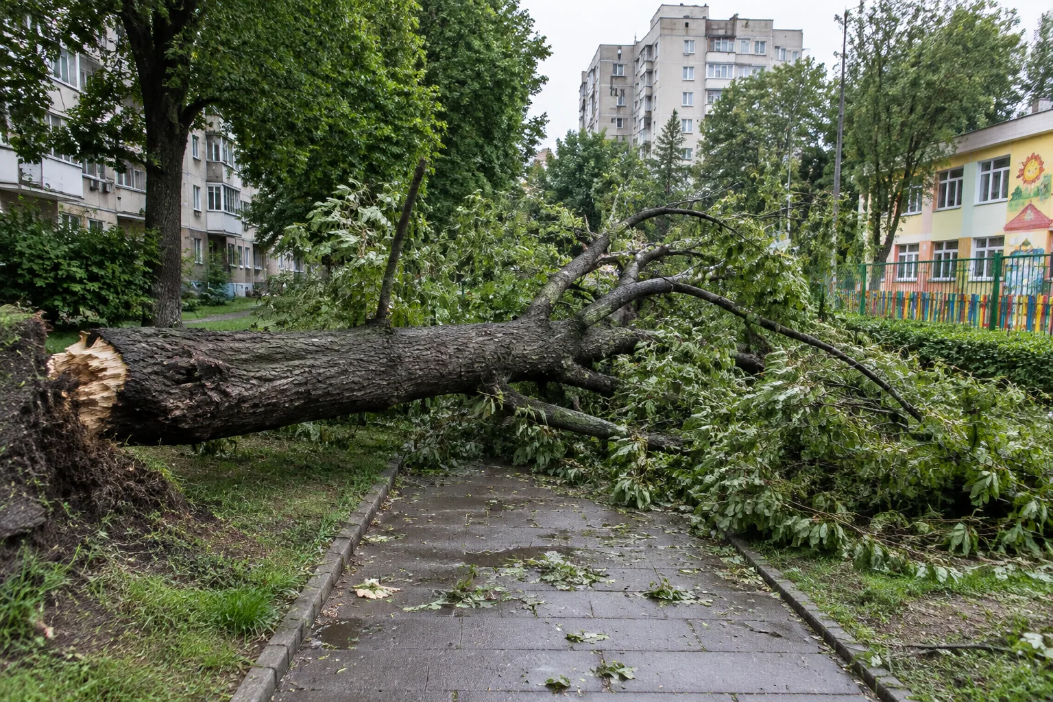Сухо дърво падна в Русе и блокира пътека