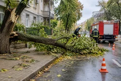 Пожарната в Русе отстрани паднало дърво на ул. „Видин“